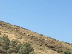 Dağ keçileri sürü halinde görüntülendi