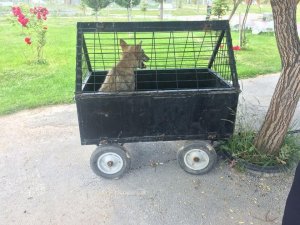 Yorgun ve bitkin düşen kurt şehre indi
