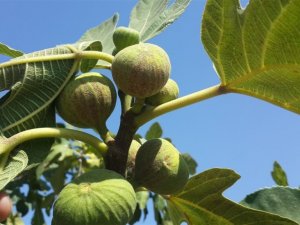 Aydın’da incir bahçelerine kırmızı örümcek ile mücadele sürüyor