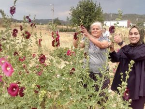 ’Deve gülü’ ekmek kapısı oldu