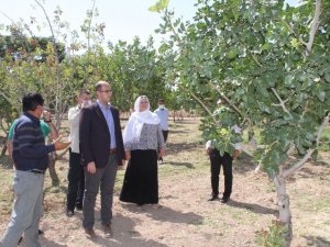 Vali Karaloğlu’ndan Bismil’de fıstık yetiştiricilerine aşılama desteği