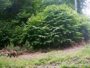 Bolu’da yaban hayat fotokapanla görüntülendi