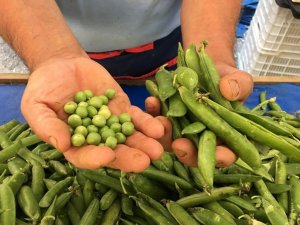 Eskişehir’de sert yağmurlar araka verimini düşürdü