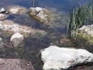 Yılan balığı yutmaya çalıştı, çeken vatandaşın diyalogları gülümsetti