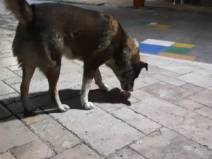 Dondurma yiyen köpek gülümsetti