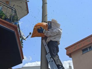 Elektrik direğine oğul veren arılar kovana alındı