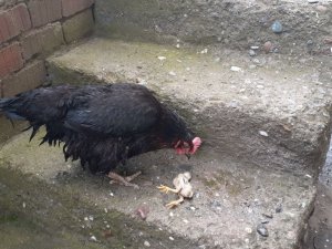 Anne tavuk sel sularında ölen yavrusunun başından ayrılmadı