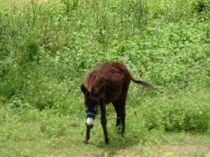Bir litresi 100 TL’den satılıyor, pandemi onu da etkiledi