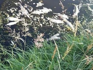 Balıkesir’de çevre katliamı sürüyor