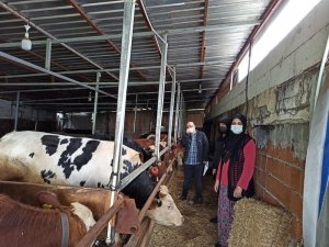 Büyükbaş ve küçükbaş hayvanlar aşılandı