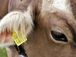 1630 hayvana küpe takıldı