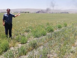 Ekili araziler susuzluktan çatladı