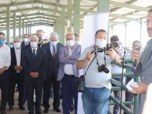 Kütahyalı üreticilere damızlık koç