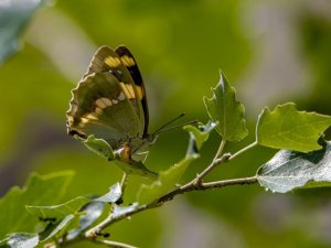 Kelebek gözlemcileri, ’Rose’ ve ’Şehzade’ için kilometrelerce yol kat edip Van’a geliyor