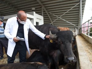 Altındağ’da Kurban Bayramı hazırlığı başladı
