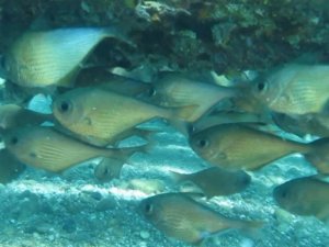 Dünyaca ünlü sahilde Kızıldeniz’den gelen üçgen balıklarının görsel şöleni