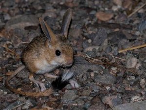 Sivas’ta Arap tavşanı görüntülendi