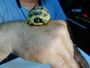 Bulduğu ceviz büklüğündeki kaplumbağa yavrusunu görevlilere teslim etti