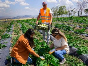 Keçiören’deki yaz bostanında turfanda mutluluğu