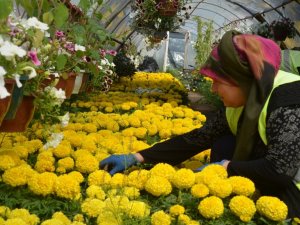 Kırıkkale’de cadde ve sokaklar çiçekler ile renkleniyor