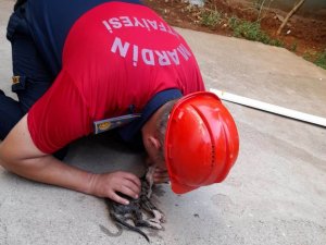 Mardin’de itfaiye eri kalbi duran yavru kediyi suni teneffüsle kurtardı