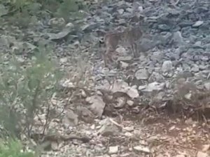 Konya’da vaşak görüntülendi