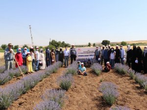 Elazığ’da lavanta hasadı gerçekleşti
