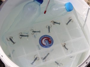 Türkiye’de bir ilk: ÇOMÜ’de yetiştirilen ıstakoz yavruları Çanakkale Boğazı’na bırakıldı
