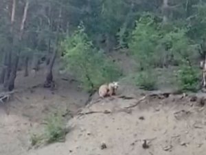 Erzurum’da boz ayı 2 yavrusuyla birlikte ilçeye indi