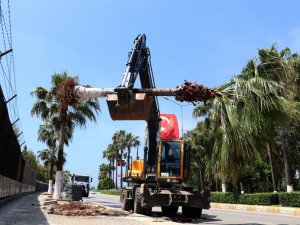 Bisiklet yolu proje alanındaki palmiyeler taşınıyor