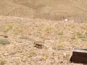 Tedavileri tamamlanan yavru tilkiler doğaya bırakıldı