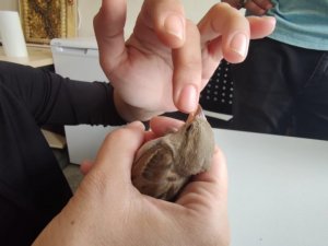 Cama vurup düşen serçeye parmağı ile su verdi, ardından doğal ortamına saldı