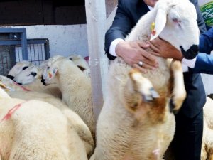 TÜDKİYEB Genel Başkanı Çelik: "Bayram için fazlasıyla kurbanlık küçükbaş hayvanımız var"