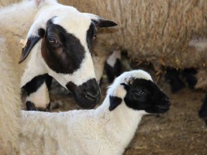 Aydın’da ’SOYBİS Projesi’ kapsamında bin 22 küçükbaş hayvan küpeleniyor