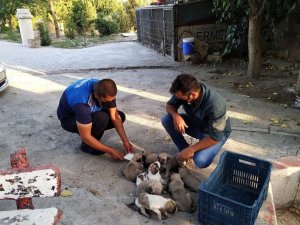 Çalılıklar arasında mahsur kalan yavru köpekler kurtarıldı