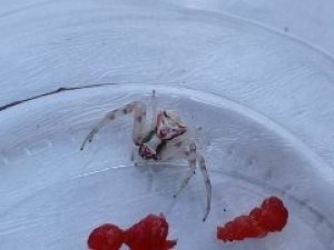 Türkiye’de 8 kez rastlanmıştı, 9’ncusu Sivas’ta görüldü