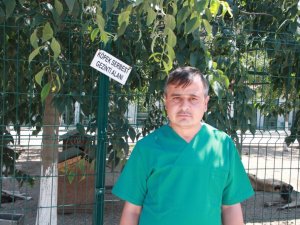 Bahçe ve balkonlarda uzun süre ağzı açık bırakılan su birikintilerinde sivrisinek riski