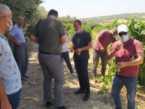 Tarsus’ta üzüm kesimine izin verildi