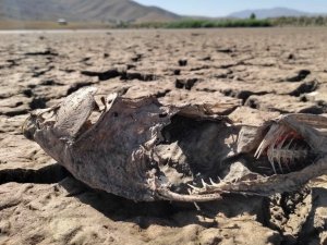 Van’daki göletlerde su sevisi kritik noktanın altına düştü