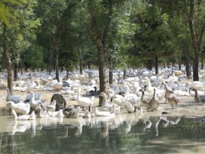Başkan Konuk: “Ekolojik çözümün raflara ulaşan bereketiyle de ekosisteme yatırımın ödülünü alıyoruz”