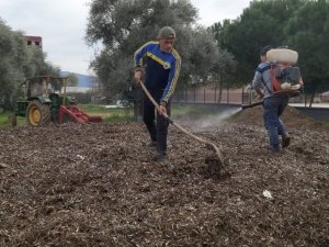 Herkes çöp diye yakıyordu, çok değerli bir gübre olduğu ortaya çıktı