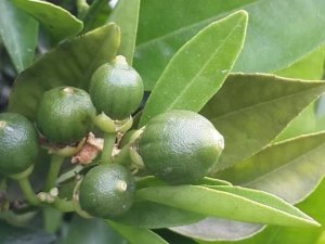 Turunçgillerde ’Harnup Güvesi’ne dikkat