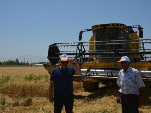 Doğu’nun Çukurova’sında buğday hasadı başladı