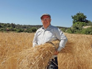 Menteşe’de ‘Karakılçık’ hasadı başladı