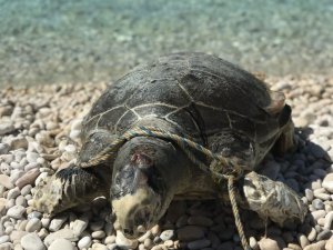 Boynuna ve ayaklarına halat dolanan caretta caretta telef oldu