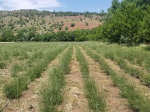Giresun’da DOKAP desteğiyle lavanta balı ve yağı üretimi hedefleniyor