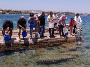Datça’da 20 bin levrek yavrusu denizle buluştu