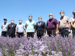 Vali Işık, lavanta tarlasında incelemelerde bulundu