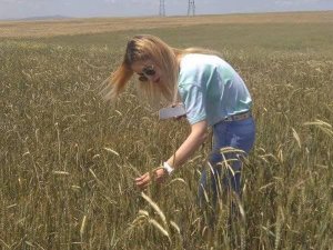 ’’Hayvancılıkta maliyeti azaltmanın en önemli yolu yem bitkisi ekilişidir’’