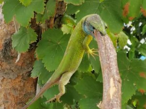 Kedilerinin oynadığı yeşil kertenkeleyi görünce ne yapacaklarını şaşırdılar